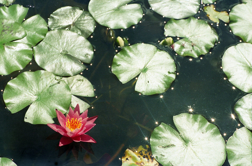 Lumical (250D)