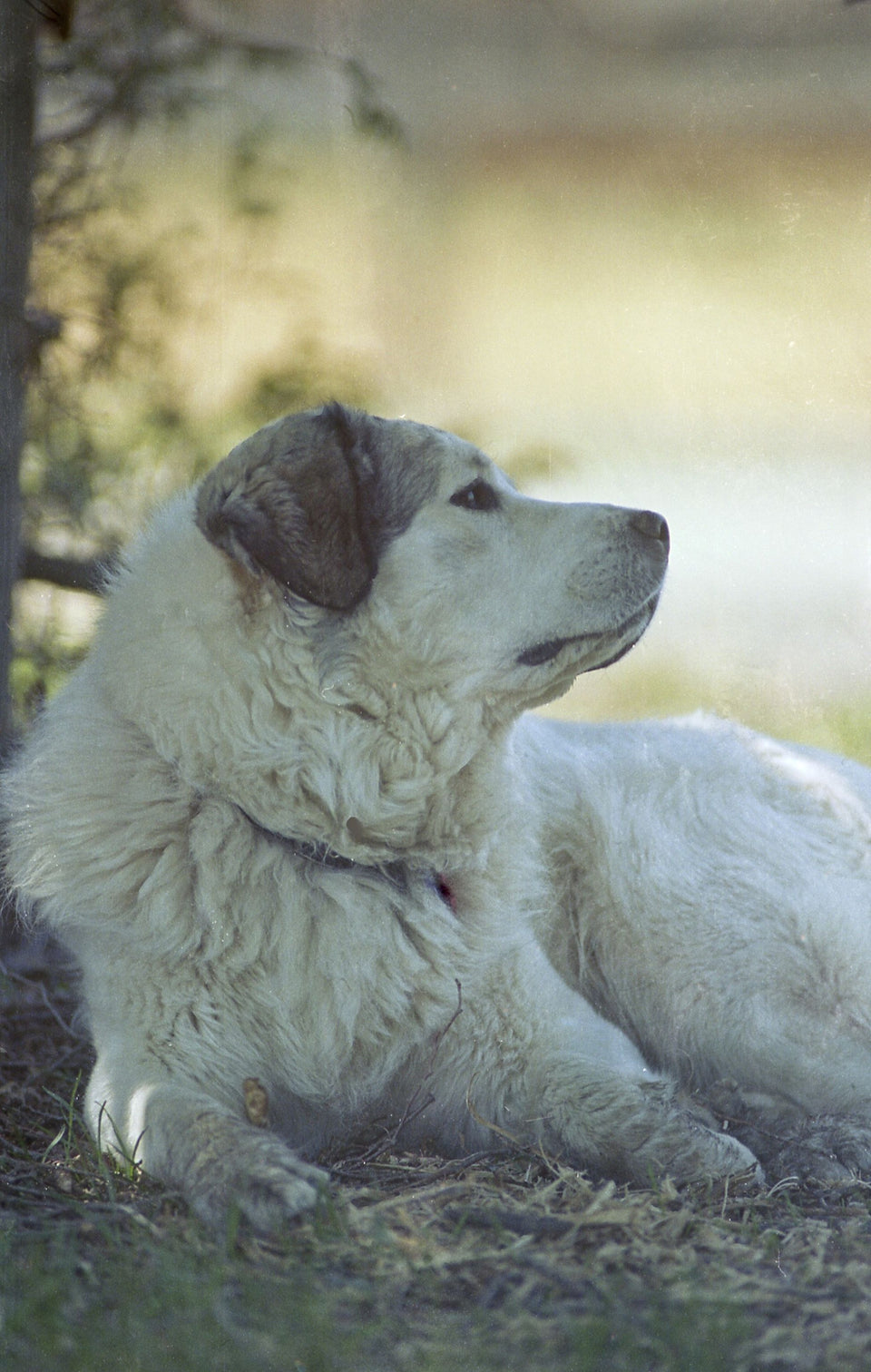 Dreamyr (50D)
