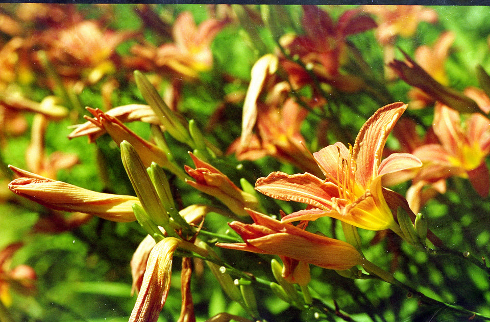 Lumical (250D)